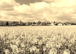 Szary + Sepia