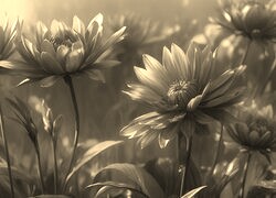 Szary + Sepia