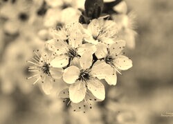 Szary + Sepia