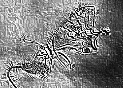 Skamielina