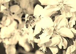 Szary + Sepia
