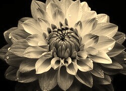 Szary + Sepia