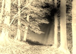 Sepia + Negatyw