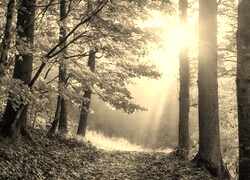 Sepia