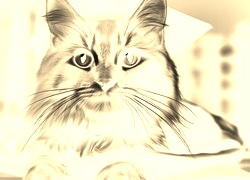 Sepia + Negatyw