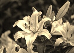 Sepia