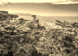 Szary + Sepia