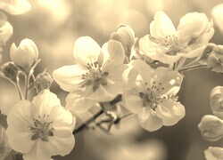 Szary + Sepia