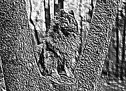 Skamielina