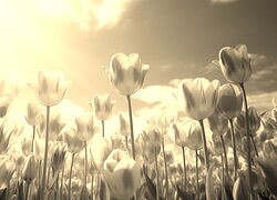 Szary + Sepia