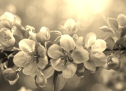 Szary + Sepia