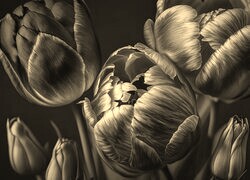 Szary + Sepia