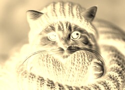 Sepia + Negatyw