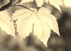 Szary + Sepia