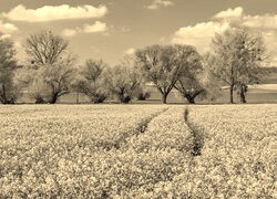Szary + Sepia