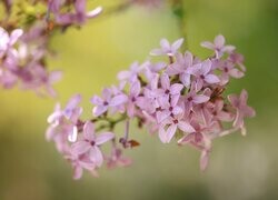 Oryginalny obrazek