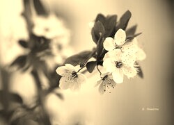 Szary + Sepia