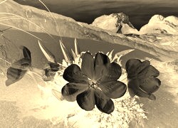 Sepia + Negatyw