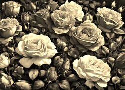 Sepia