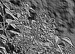 Skamielina