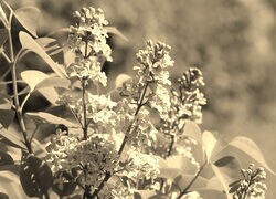 Szary + Sepia