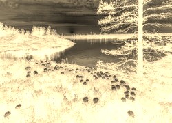 Sepia + Negatyw