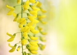 Oryginalny obrazek