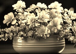 Szary + Sepia