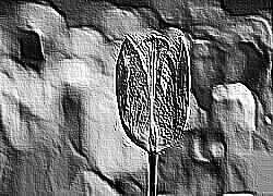 Skamielina