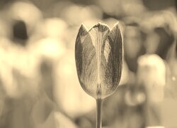 Szary + Sepia