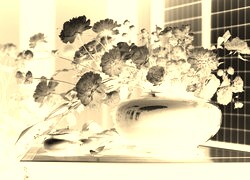 Sepia + Negatyw