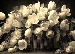Szary + Sepia
