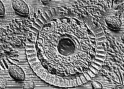 Skamielina