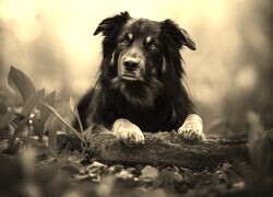 Szary + Sepia