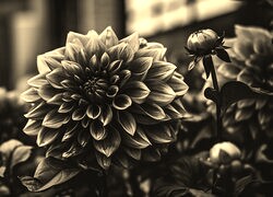 Szary + Sepia