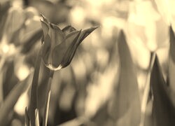 Szary + Sepia