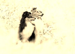 Szary + Sepia