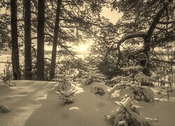 Sepia