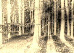 Sepia + Negatyw