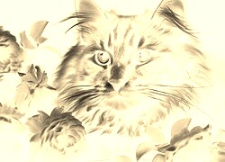 Sepia + Negatyw