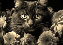 Szary + Sepia