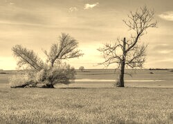 Szary + Sepia