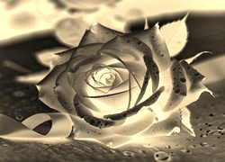 Sepia + Negatyw
