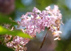 Oryginalny obrazek