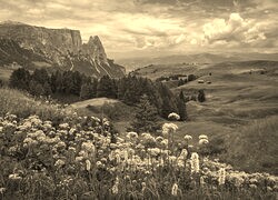 Szary + Sepia