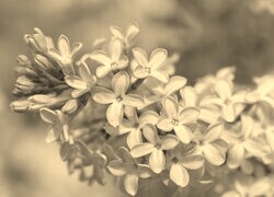 Szary + Sepia