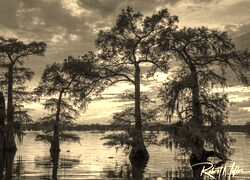 Szary + Sepia