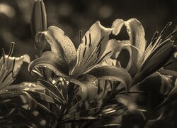 Szary + Sepia