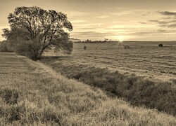 Szary + Sepia