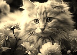 Szary + Sepia
